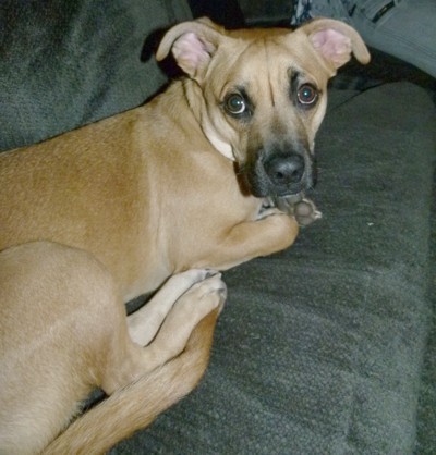 Boxer mixed with shar sales pei