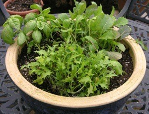 Salad bowl planter.