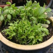 Salad bowl planter.
