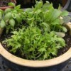 Salad bowl planter.