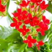 red flowering kalachoe