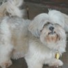 Gizmo (Shih Tzu) - Light colored Shih Tzu with hair that covers his  eyes and bottom teeth that stick out.