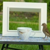 A sparrow near a teacup on a table, with a white frame behind.