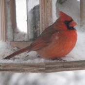 Red Cardinals in the Snow