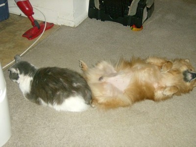 Dog and cat laying on a carpet.