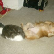 Dog and cat laying on a carpet.