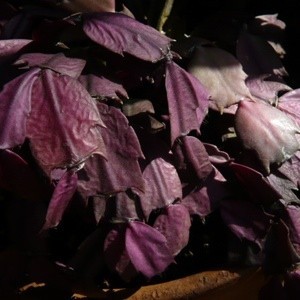 Sundamaged Christmas cactus.