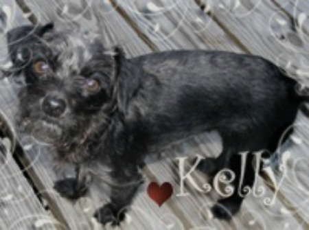 Kelly (Jack Russell/Toy Poodle)