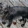 Kelly (Jack Russell/Toy Poodle)