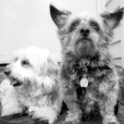 Monte and Hershey (PVGV and Doodle)