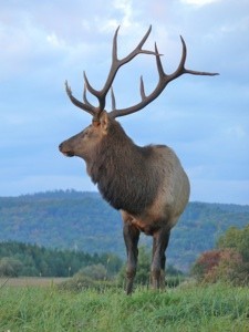 Elk standing with sky and hills in background.