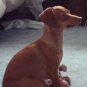 A dog sitting on a carpeted floor.