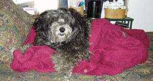 Cookie on hot pink blanket.