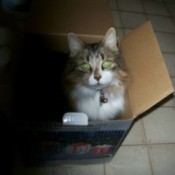 Susie in a cardboard box.