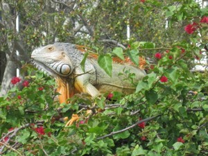 Iguana