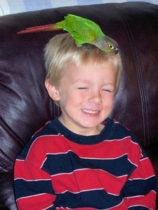 Steven and Connor (Conure Parrot)
