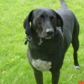 What Breed is My Dog?