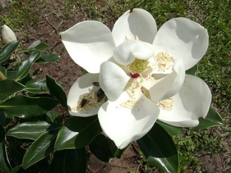 A white magnolia blossom.