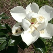 A white magnolia blossom.