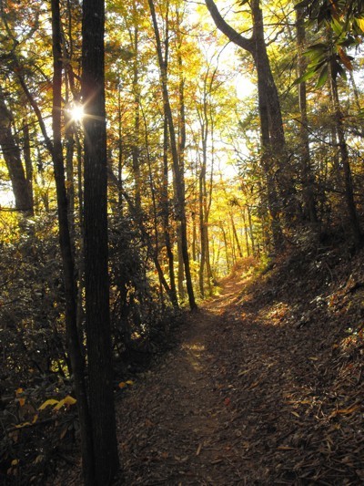 Light through the trees.