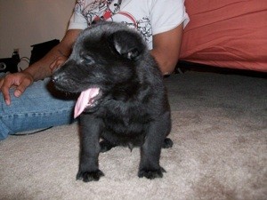 Black puppy.