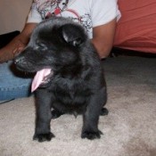 Black puppy.