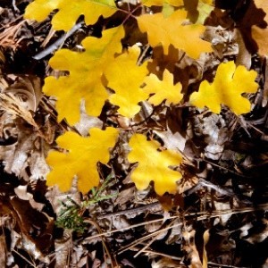 Needles and Leaves