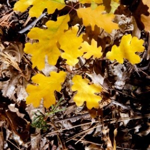 Using Pine Needles and Leaves in Your Garden | ThriftyFun
