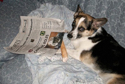 A dog with a newspaper.