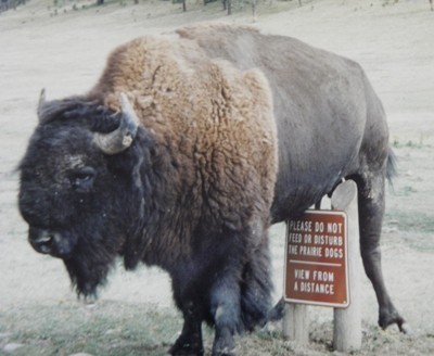 Buffalo