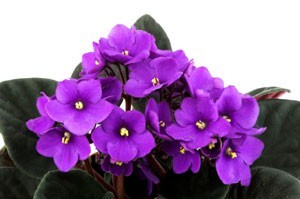 African Violet