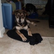 Puppy lying on floor with blanket.