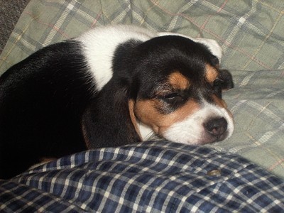 Lola (Beagle)