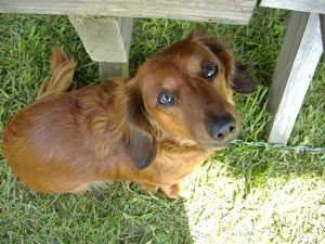 Dog looking up at camera.