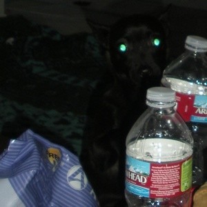Black dog and water bottle.