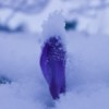 Crocus peeking through snow.