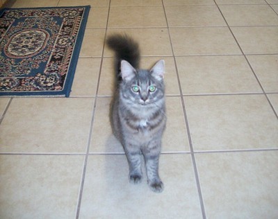 Chloe (Longhair - Russian Blue Mix)