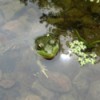 A frog peeking out of the water in a pond with a rocky bottom.