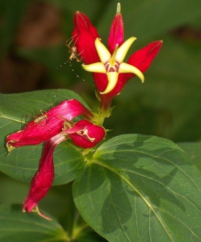 Baby hoppers on dark pink flower.