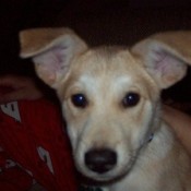 Yellowish cream colored dog with very large ears.