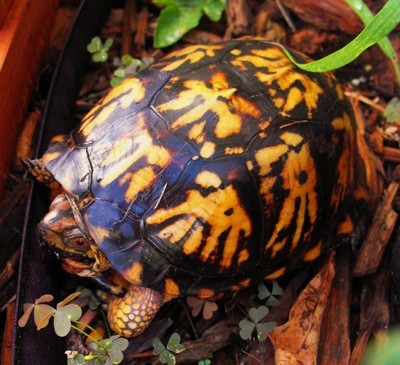 box turtle