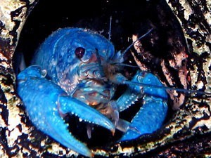 blue crayfish