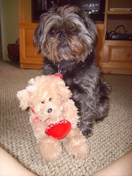 cute dog with stuffed dog