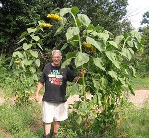 Growing Three Sisters