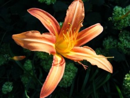 Orange lily.