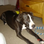 Black and white dog lying on floor.