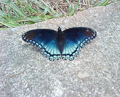 Blue Butterfly on Rock