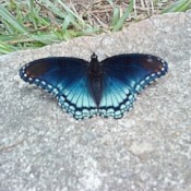 Blue Butterfly on Rock