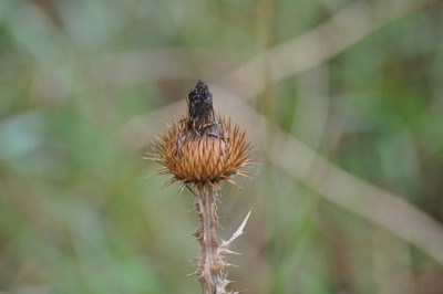 wildflower pod