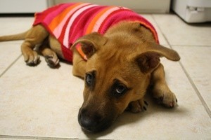 Brown dog in sweater lying on floor.